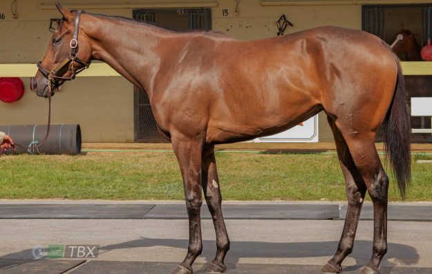 Omaha Beach Filly